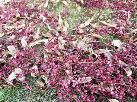 芝生に落ちたイイギリ イイギリ,芝生,色鮮やかの写真素材