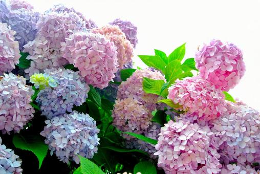 Blooming hydrangea, hydrangea, rosa blumen, juni, JPG