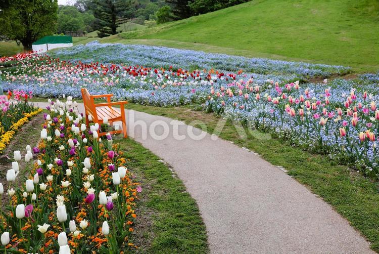 ４月下旬のチューリップとネモフィラと椅子 チューリップ,ネモフィラ,カラフルの写真素材