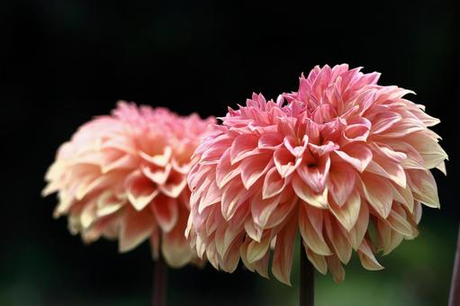 色鮮やかな大輪 色鮮やかな大輪 ダリア,花,キク科の植物の写真素材