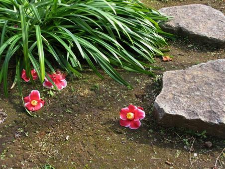 Even if it fells, it is still beautiful, camellia, camellia, tsubaki's poetry, JPG