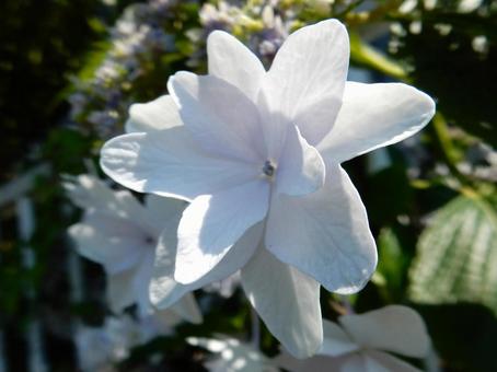 [Flower photo] Hydrangea flower, JPG