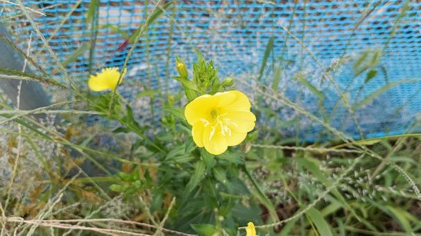 月見草 月見草 月見草,秋,黄色の写真素材