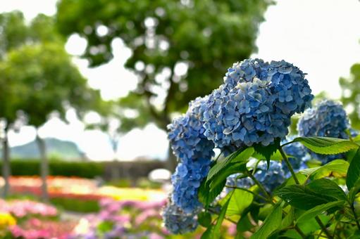 Light blue hydrangeas blooming in the rainy season sky, JPG