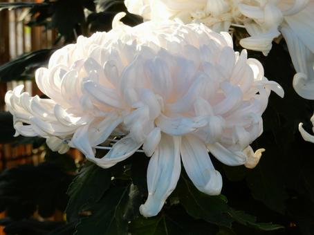 【風景写真】福山菊花展覧会の風景 キク,菊,菊花展の写真素材