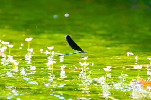 Photo, hagorotorbo, haguro dragonfly, カ ワ ト ン ボ branch, 