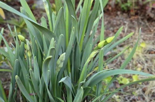 水仙のつぼみ 水仙,植物,園芸の写真素材