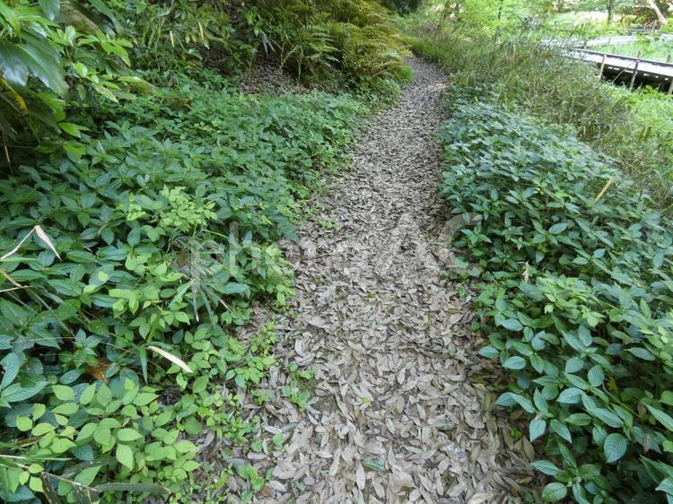 新緑の中にある落ち葉が積もった歩道 歩道,遊歩道,落ち葉の写真素材