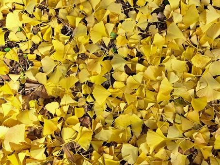 イチョウの集まり イチョウ,黄色,落ち葉の写真素材