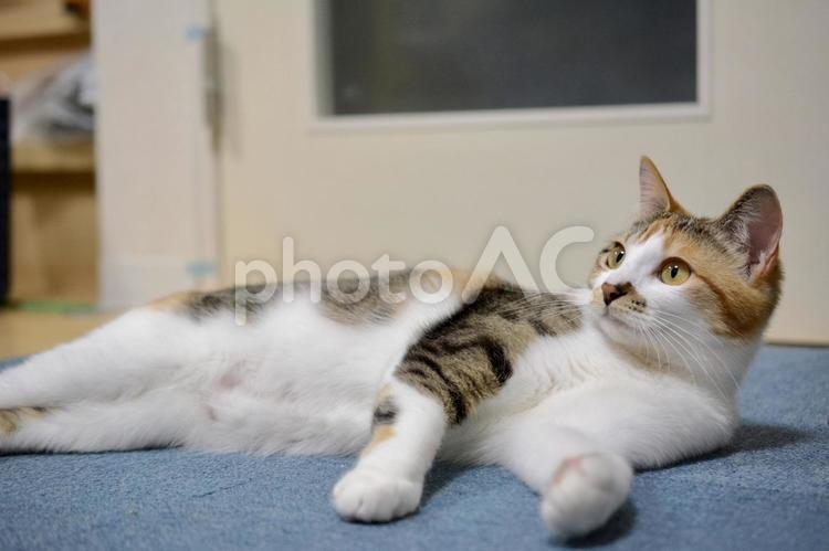 フロアマットの上で寝そべる三毛猫 猫,ネコ,ねこの写真素材