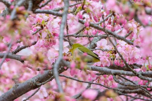 A Japanese white-eye resting on Kawazu cherry blossoms, JPG