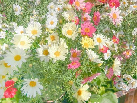 Colorful spring flowers, JPG