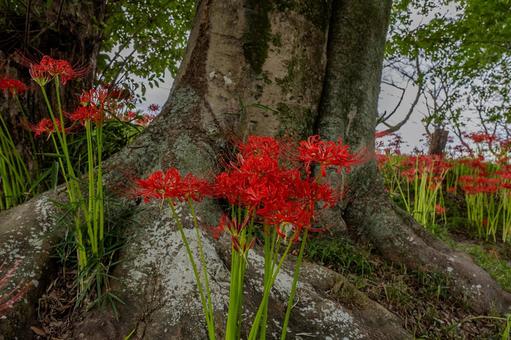 巾着田曼珠沙華公園周辺の景色 巾着田曼珠沙華公園周辺の景色 巾着田,曼珠沙華,公園の写真素材