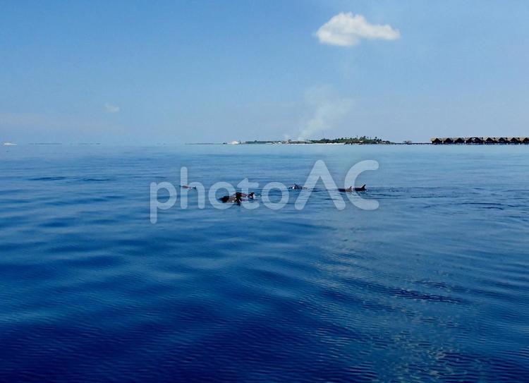 モルディブ　野生のイルカ イルカ,イルカの群れ,ハシナガイルカの写真素材