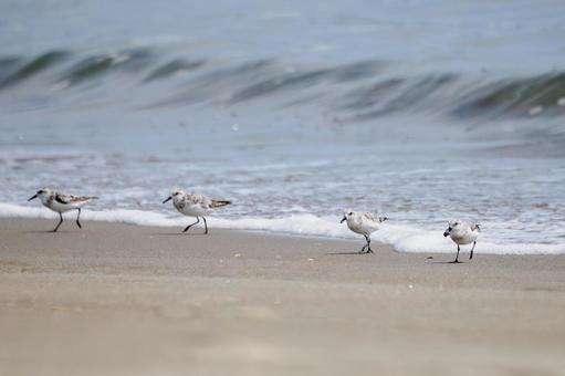 ミユビシギ⑿ ミユビシギ⑿ 鳥,ミユビシギ,鳥類の写真素材