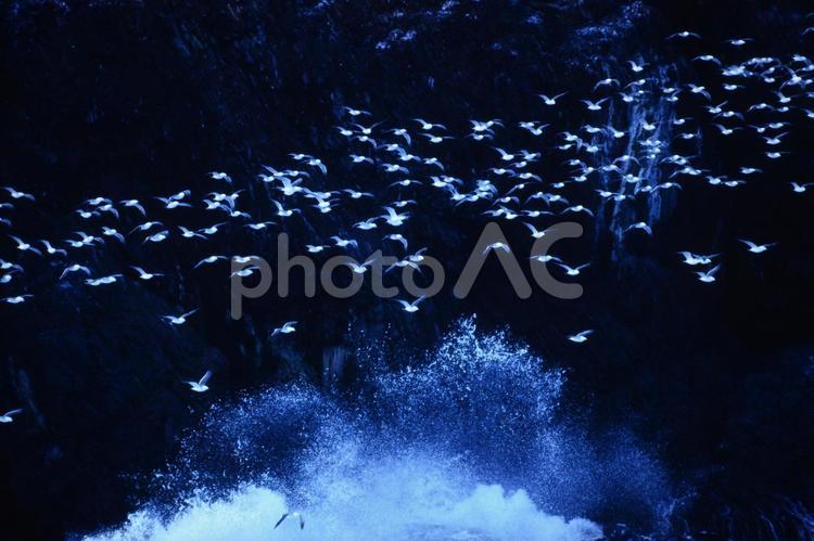 岸壁飛翔 冬,ウミネコ,海の写真素材