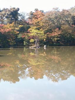 小島に佇む木のあし 小島に佇む木のあしの写真