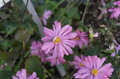 シュウメイギク（秋明菊） シュウメイギク,秋明菊,ピンクの写真素材