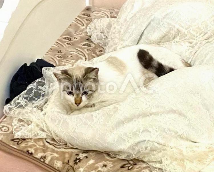 ベッドでまったりするシャム系猫さん 猫,シャムトラ,微睡むの写真素材