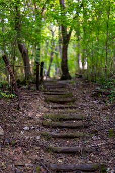 緑豊かな森の小道 森,森林,小道の写真素材