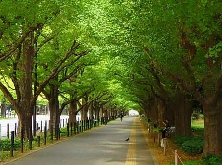 明治神宮外苑のイチョウ並木 明治神宮外苑のイチョウ並木 並木道,公孫樹,イチョウの写真素材