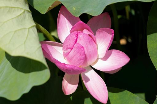 開きかけた大賀ハス 開きかけた大賀ハス 蓮,ハス,花の写真素材