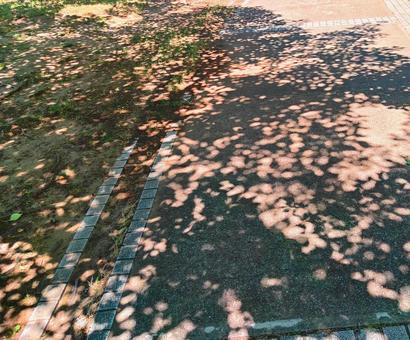 木の影 木の影の写真
