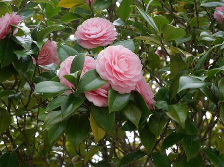 Camellia, JPG Camellia, JPG