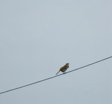 Photo, uguusu, nice, bird, 