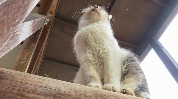 ベンチにお座りして休憩中のもふもふな猫 猫,キジシロ,お座りの写真素材