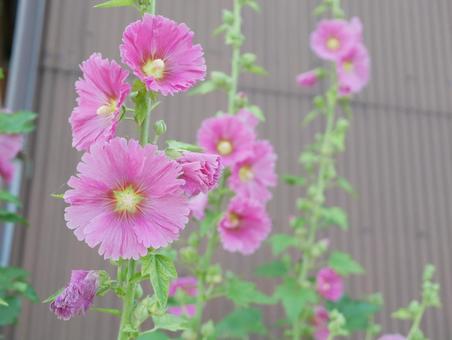 ピンクの花 ピンクの花の写真