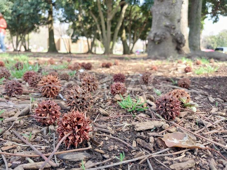 地面に落ちているモミジバフウの実 モミジバフウ,植物,実の写真素材
