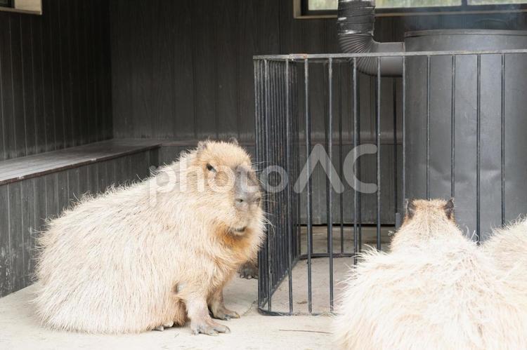 カピバラ カピバラ,水豚,動物の写真素材