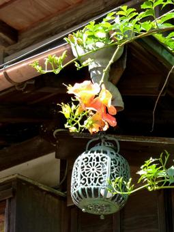 日本家屋の釣り灯篭とノウゼンカズラ 日本家屋の釣り灯篭とノウゼンカズラ 建物,家屋,家の写真素材