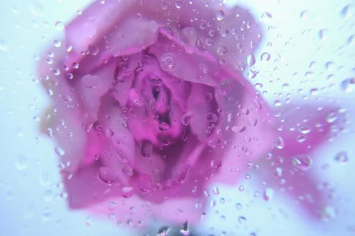 バラと水滴 ばら,背景素材,テーブルフォトの写真素材