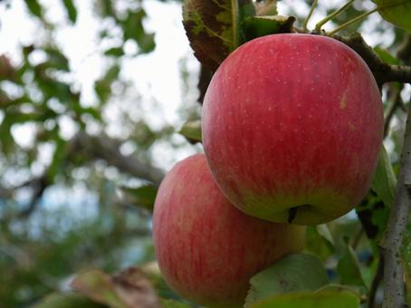 りんご リンゴ,りんご,林檎の写真素材
