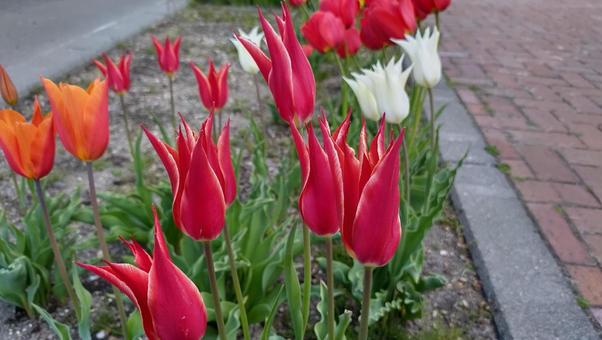 チューリップ_ツリパ・グレイギーの写真