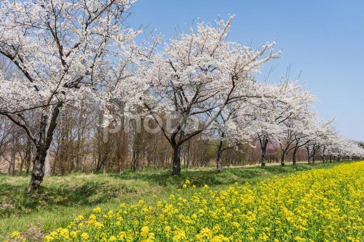 菜の花と桜と青空の景色３ 菜の花,桜,晴天の写真素材