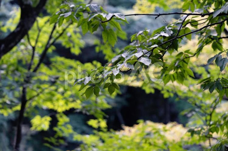 木々の中の葉っぱ 滝,流れ,川の写真素材