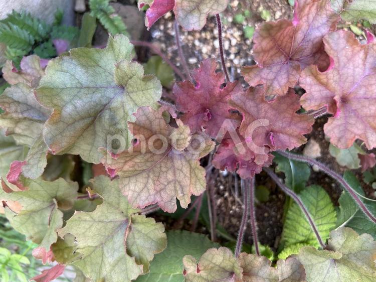 カラフルなヒューケラの葉 植物,葉っぱ,グリーンの写真素材