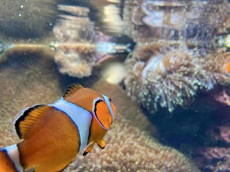 カクレクマノミ カクレクマノミ 水族館,魚,かわいいの写真素材