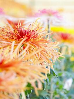 菊 菊 菊,菊の花,キクの写真素材