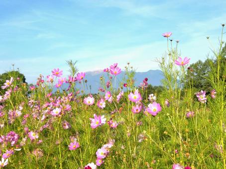 夏の御嶽山(御岳山)と花景色 夏の御嶽山(御岳山)と花景色の写真