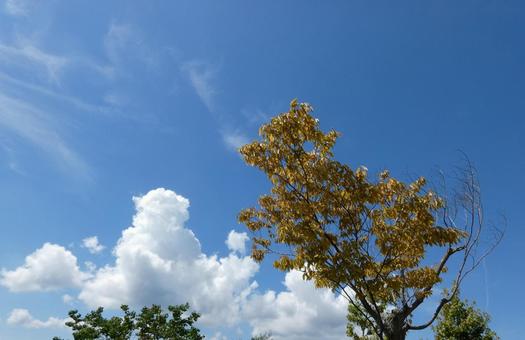 青空と雲を見上げる10 青空と雲を見上げる10の写真