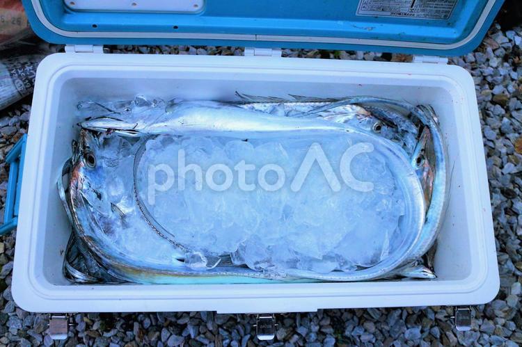 海釣り　船釣り　太刀魚釣り 太刀魚,釣り,船釣りの写真素材
