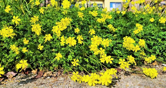 黄色い花の写真