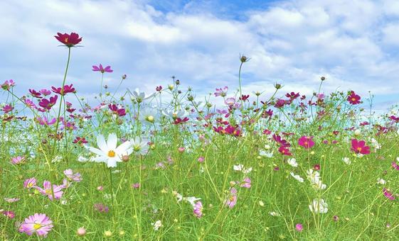 青空とコスモス2 青空とコスモス2 コスモス,秋桜,ピンクの写真素材