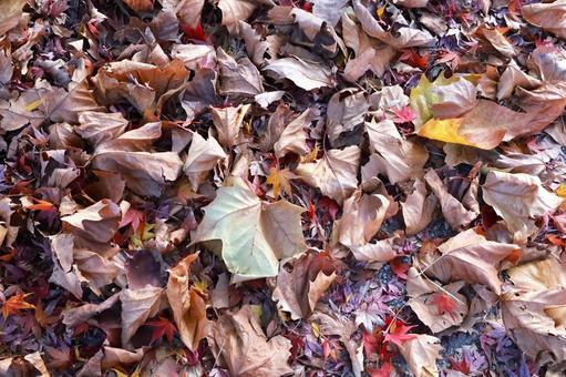 Lots of fallen leaves, JPG