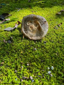 きのこ きのこ きのこ,秋,芝生の写真素材