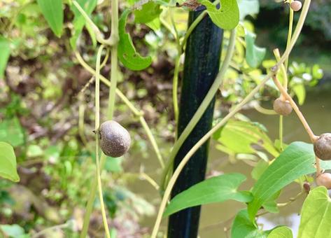 小さなムカゴ ムカゴ,ヤマノイモ,むかごの写真素材